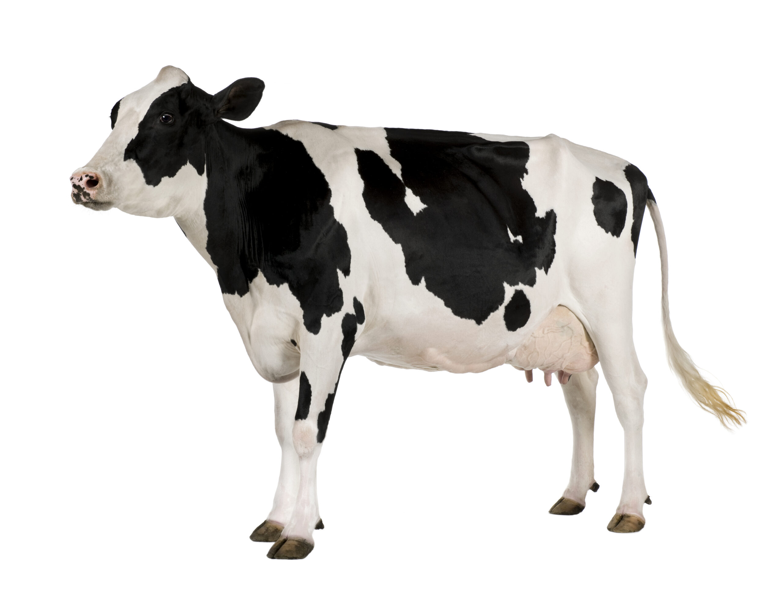 holstein cow 5 years old standing against white 2024 09 27 11 26 21 utc scaled